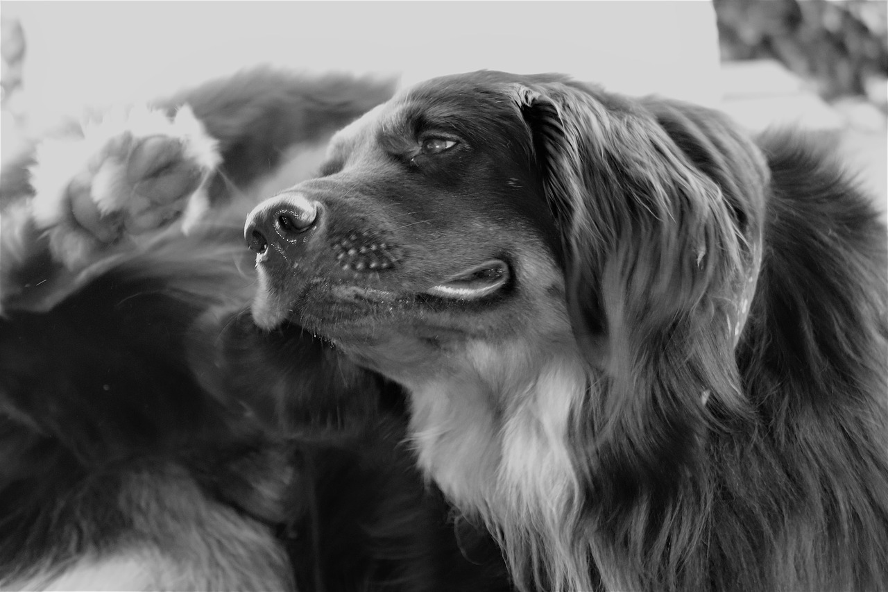 Cachorro se coçando 