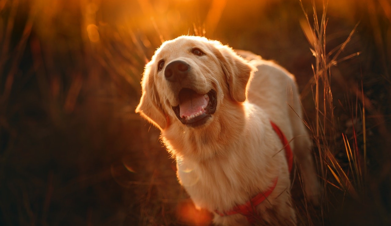 Ele tem energia de Golden Retriever!