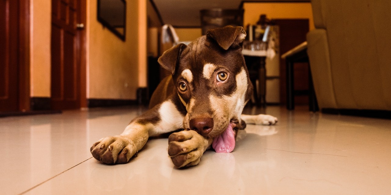 Cão lambendo a pata