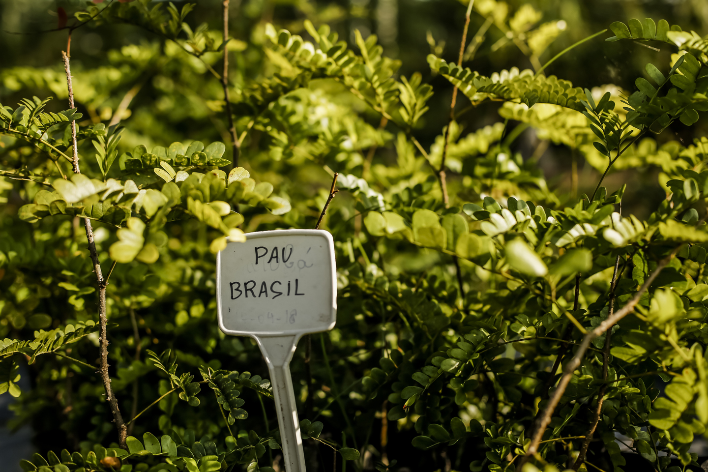 Programa de Biodiversidade do Polo da Stellantis de Goiana