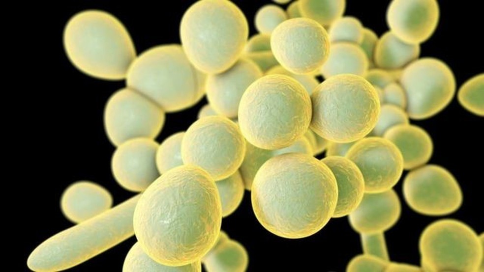 Superfungo Candida auris