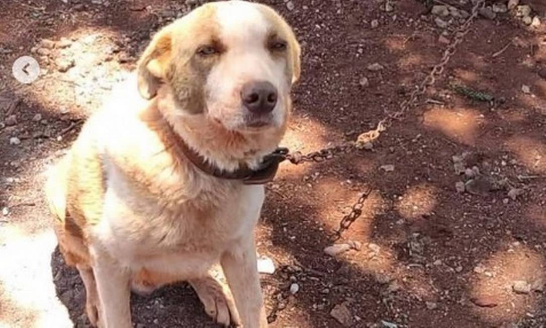 Cachorro era vítima de maus-tratos em Foz do Iguaçu 