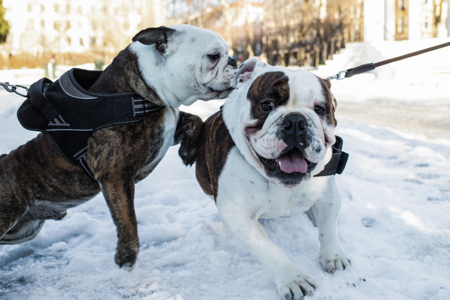 Bulldog ingês - Foto: Petter Berntsen / AFP