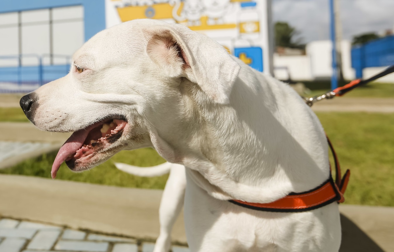 Cachorro de pelo branco