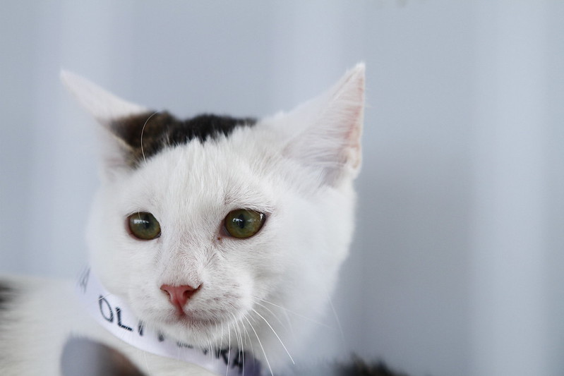 Gato de pelo branco