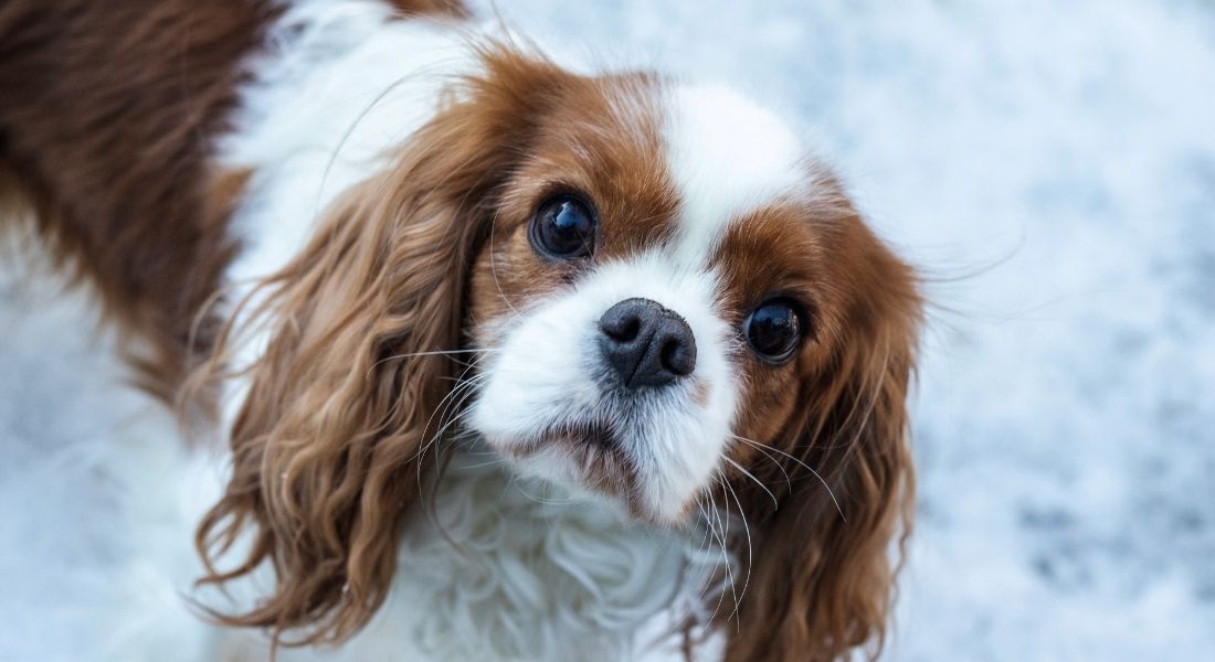 Cavalier King Charles Spaniel