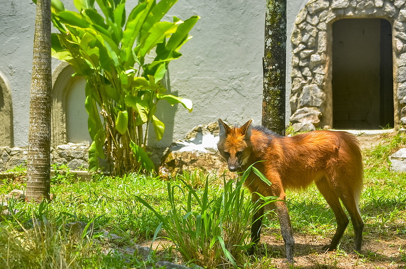 Lobo-guará do Zoológico Dois Irmãos