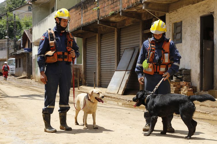 Bombeiros de Santa Catarina trabalham com os cães farejadores