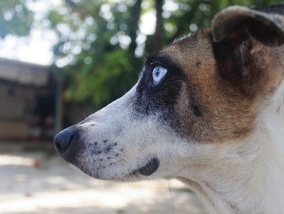 Lupe, cachorro que foi devolvido para o Abrigo de Seu Alberto