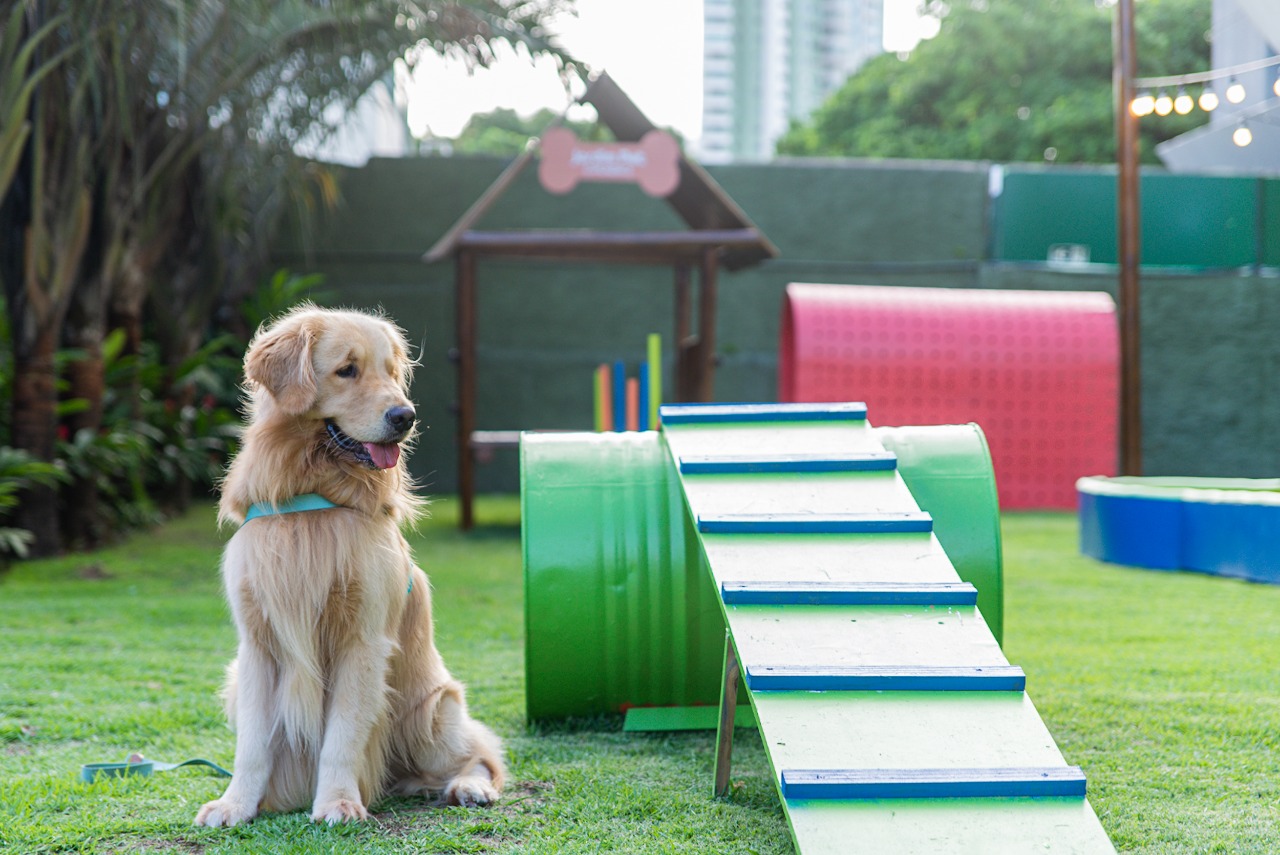 Golden no Jardim Pet Plaza