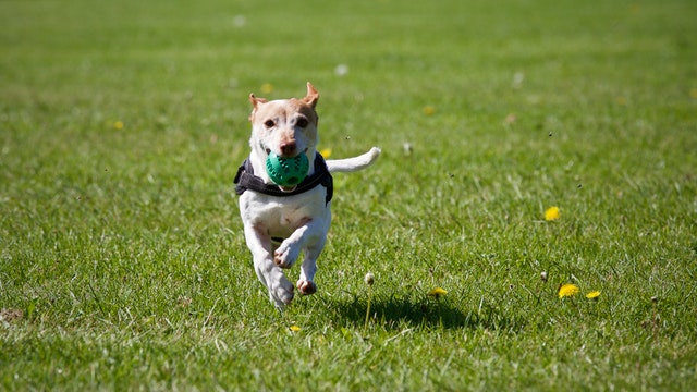 Cachorro brincando