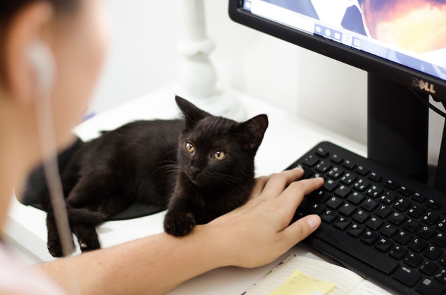 Gato pedindo atenção