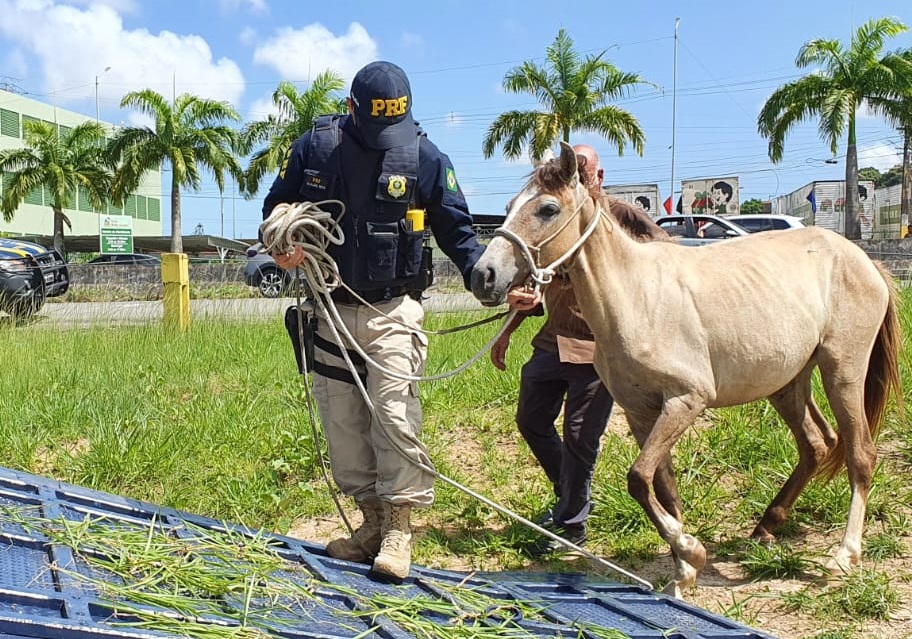 Animais na pista