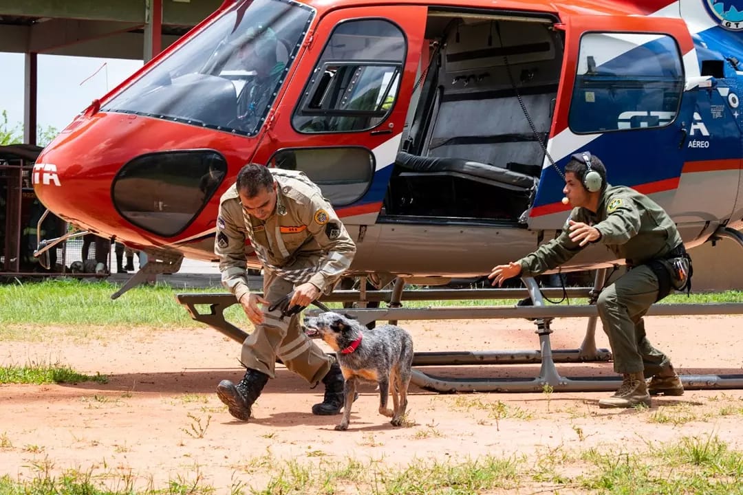 Treinamento de cachorros do Corpo de Bombeiros de Pernambuco