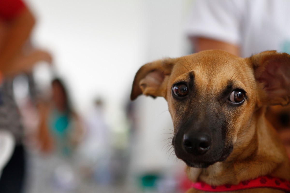 Cachorro em feira de adoção