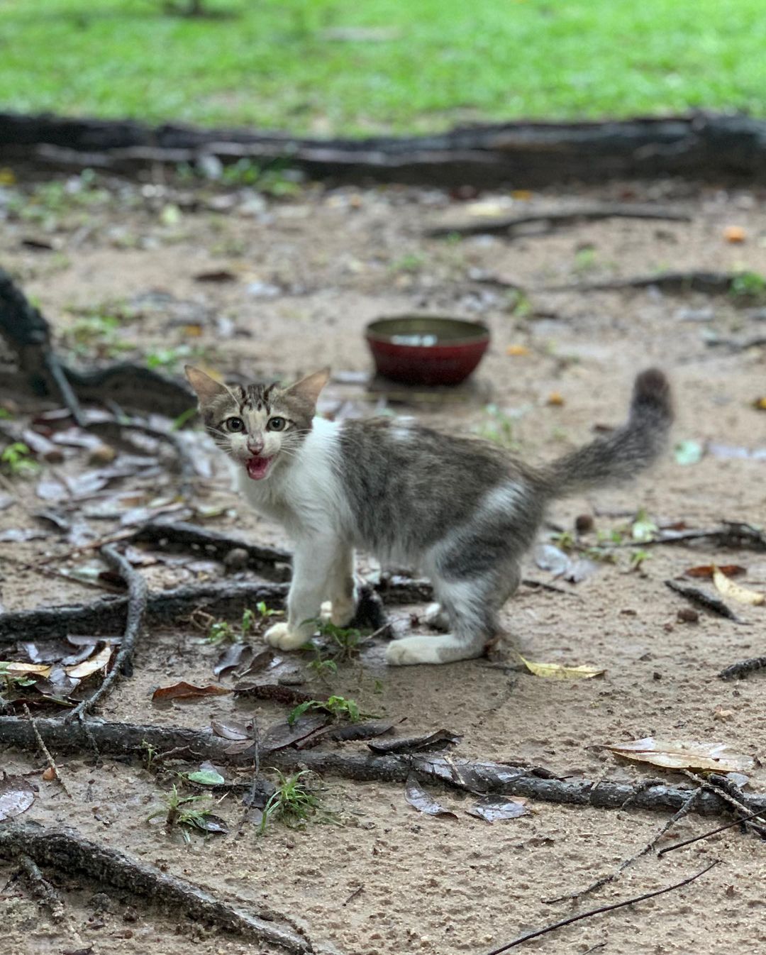 Gata abandonada na Avenida Beira Rio, no Recife