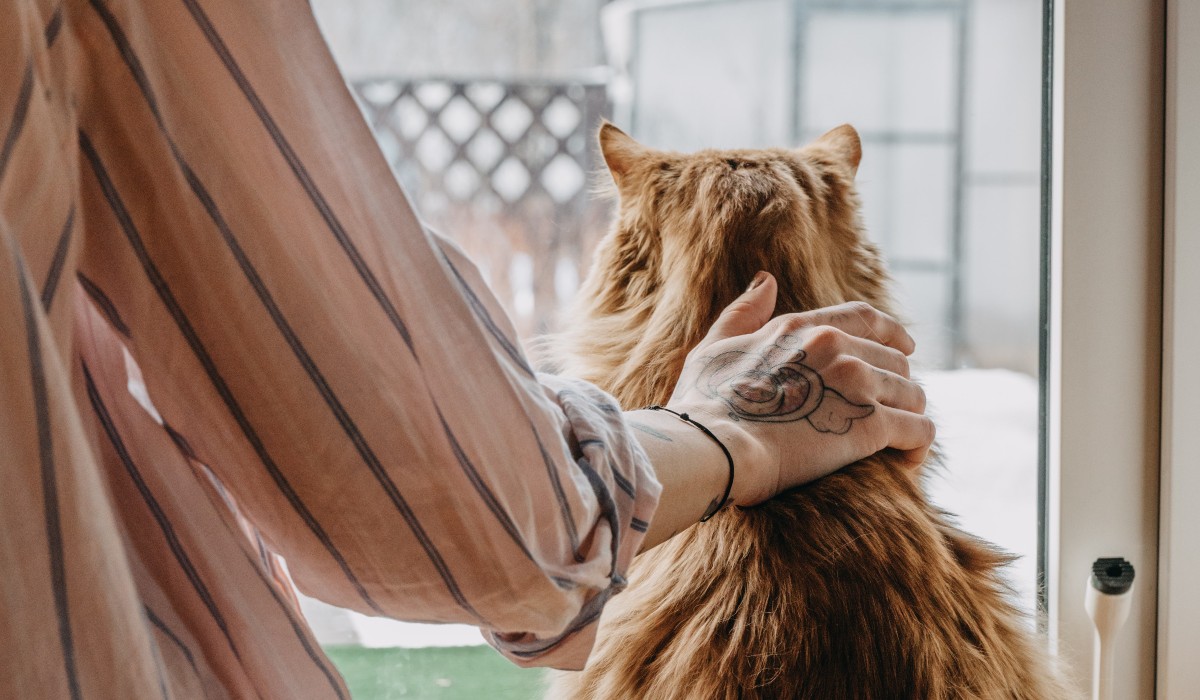 Telas servem para evitar acidentes e fugas de cães e gatos