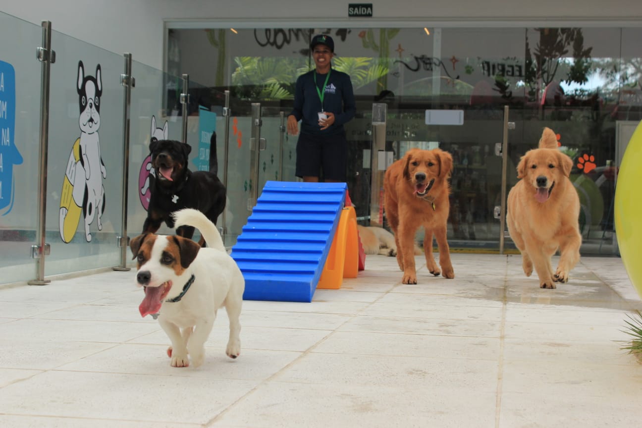 Escolinha com resort e parque aquático para cães no Recife