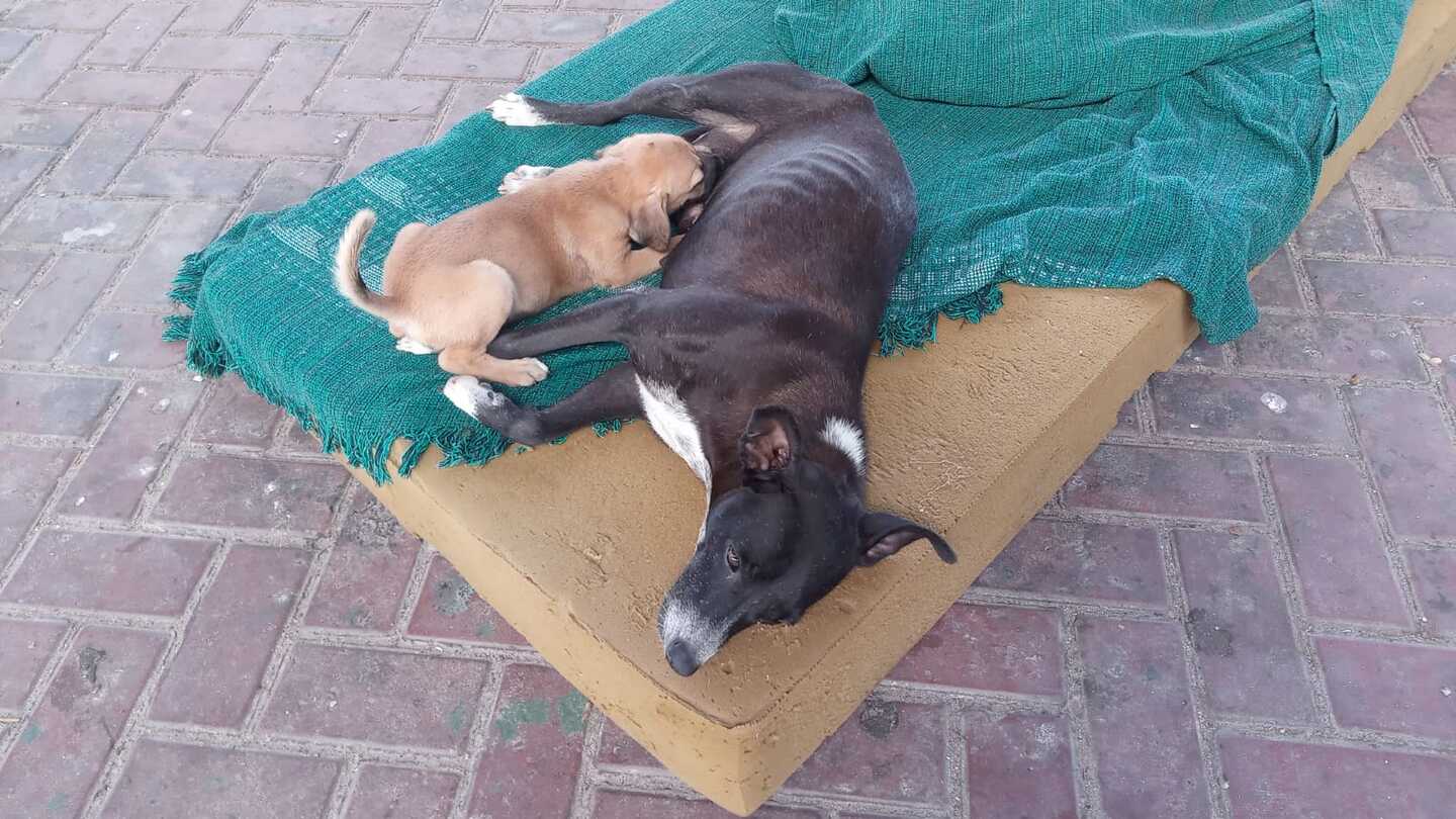 Cadela mãe dos filhotes que nasceram no Viaduto da Caxangá