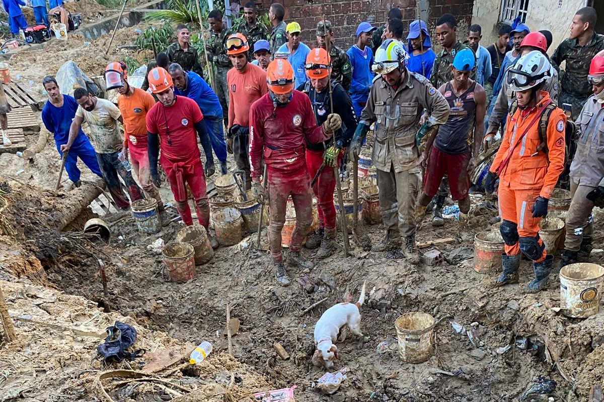 Cadela Cristal, do Corpo de Bombeiros da Bahia, trabalha nas buscas por vítimas das chuvas em Pernambuco