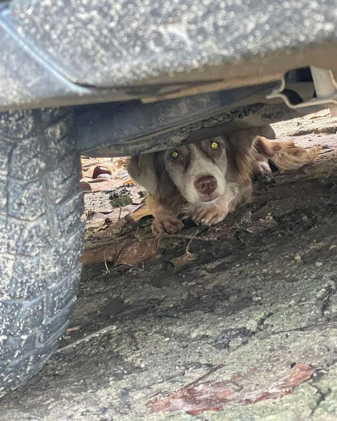 Cadela aparenta estar perdida em Afogados, no Recife