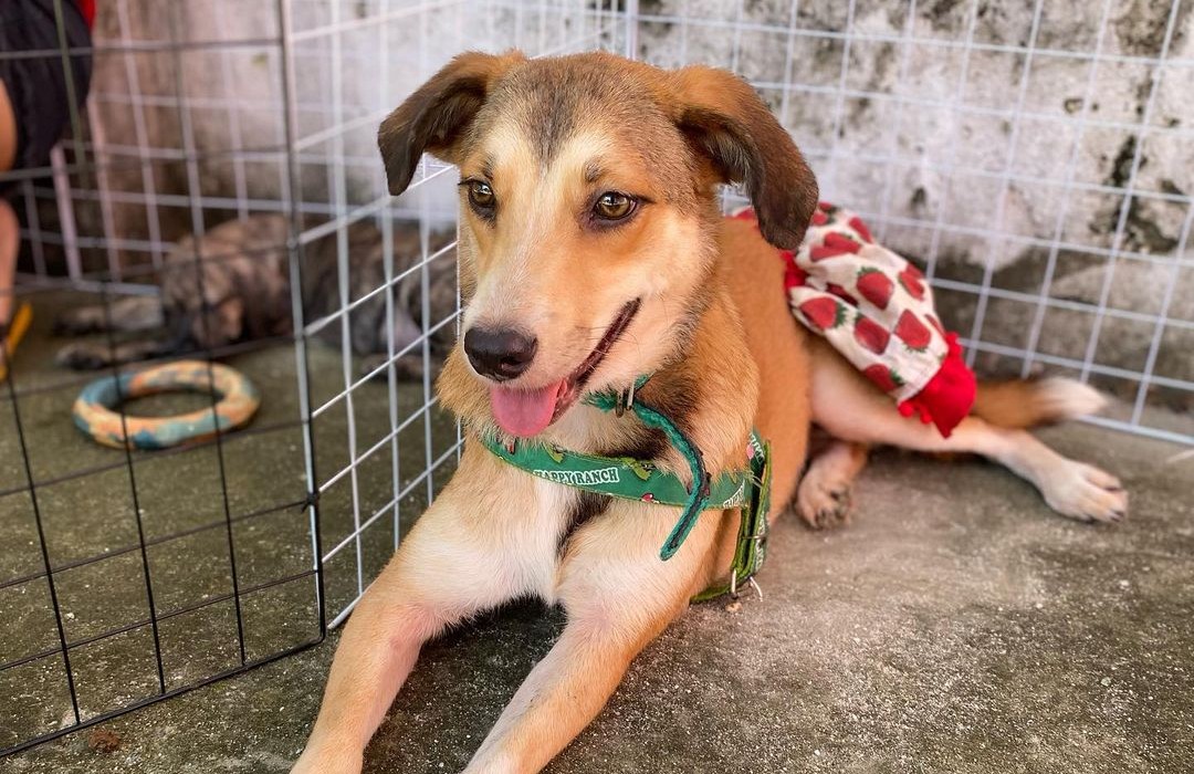 Cãozinho esperando adotante em uma feira de adoção