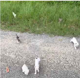 Homem resgata gato na rua e é 'emboscado' por mais 12 filhotes; veja!