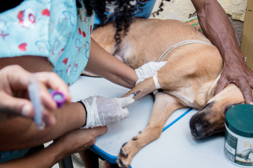 Cachorro recebendo coleta de sangue para exames