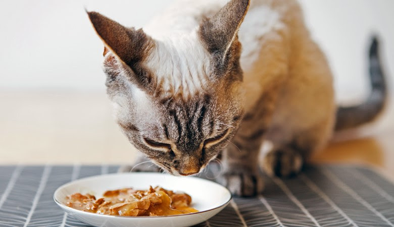 Gato comendo sachê de comida úmida