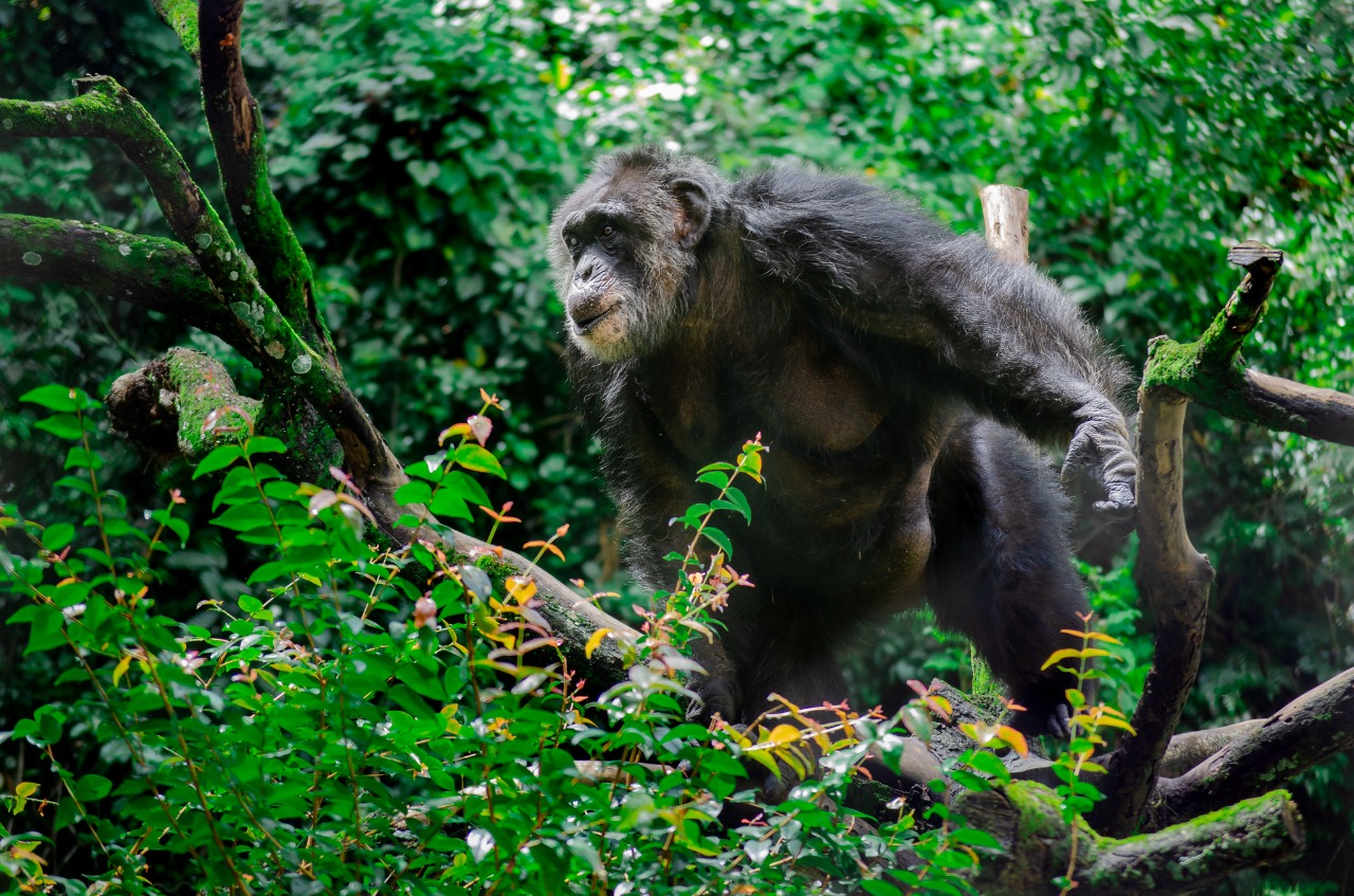 Chimpanzé Sena, do Parque Estadual Dois Irmãos