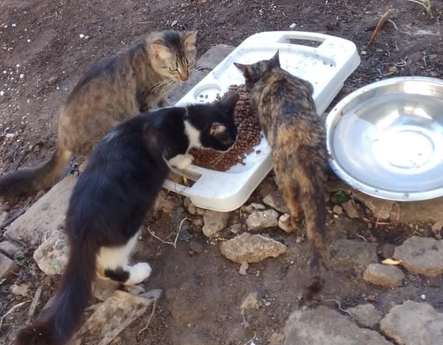 Gatos para adoção