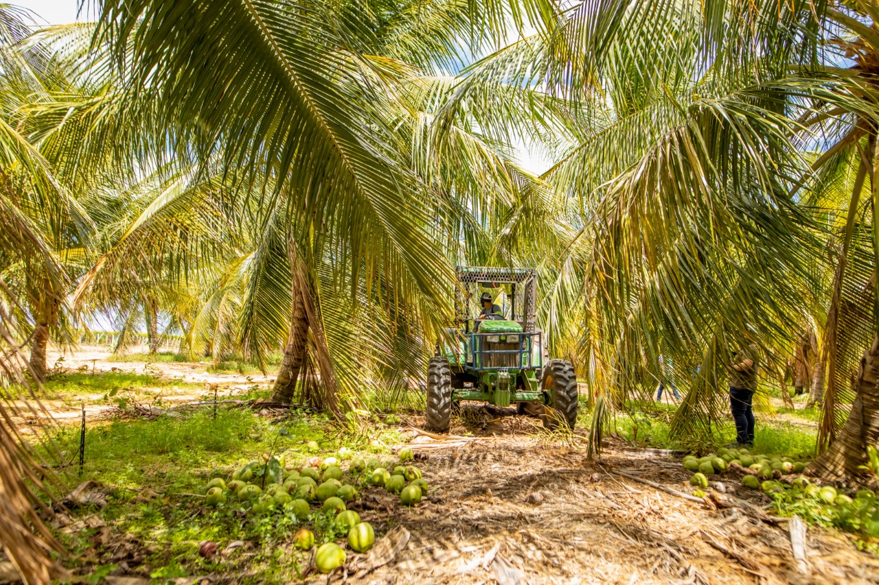 Cultura do coco-verde na fazenda da Kero Coco, em Petrolina 