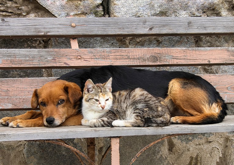 Meu pet morreu: Tenho direito a faltar no trabalho? Veja o que diz a lei