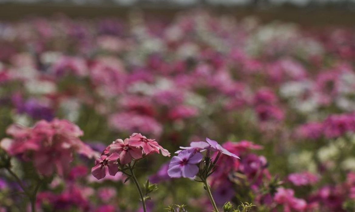 Primavera é a estação das flores