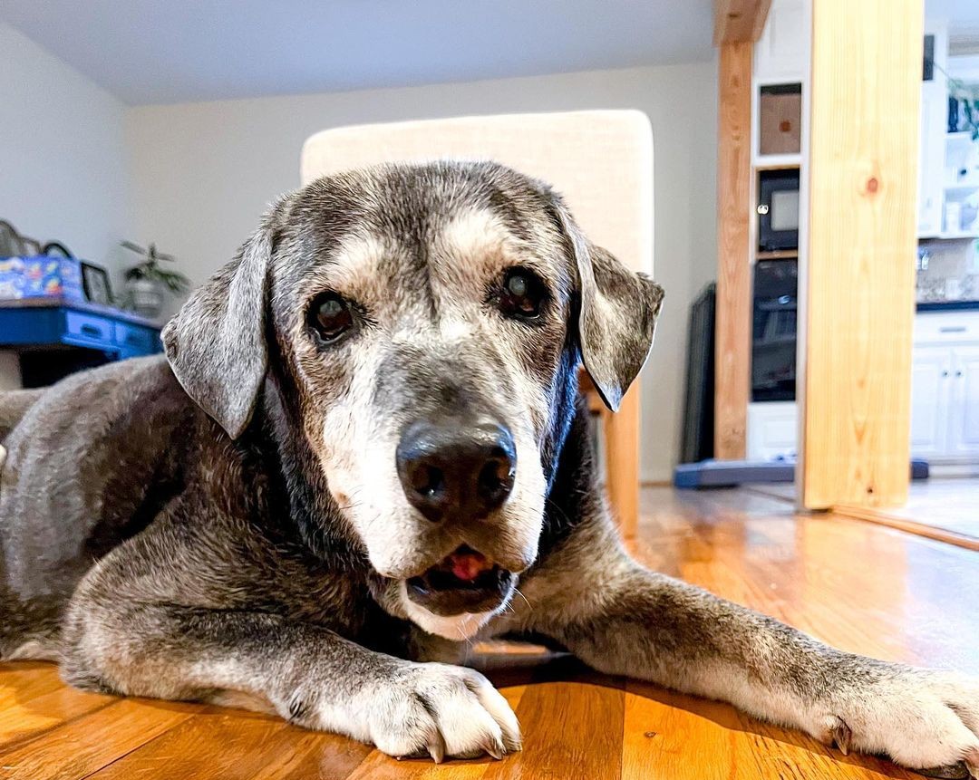 Cacela Annie foi adotada aos 19 anos