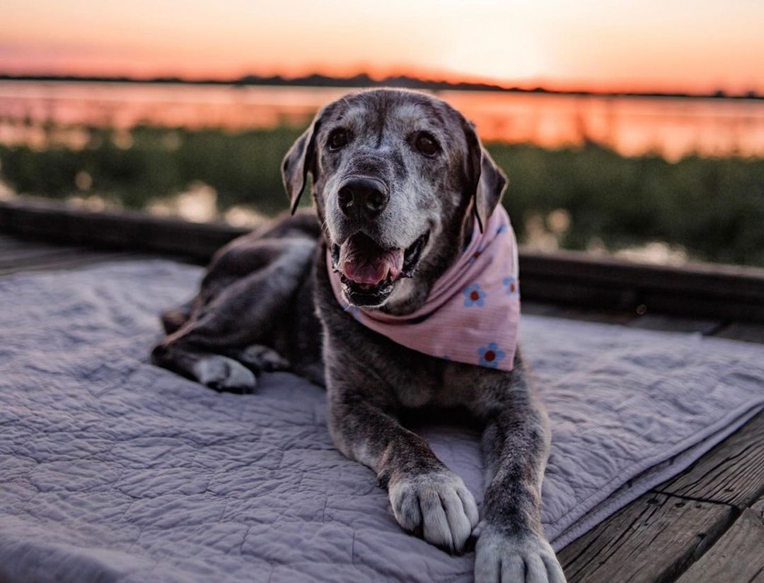 Cadela Annie foi adotada aos 19 anos