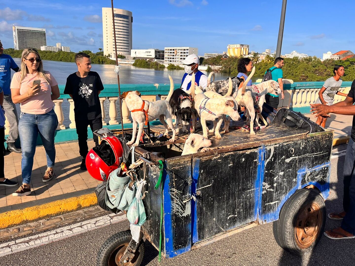 Cães que viviam com moradores de rua são removidos pela SEDA