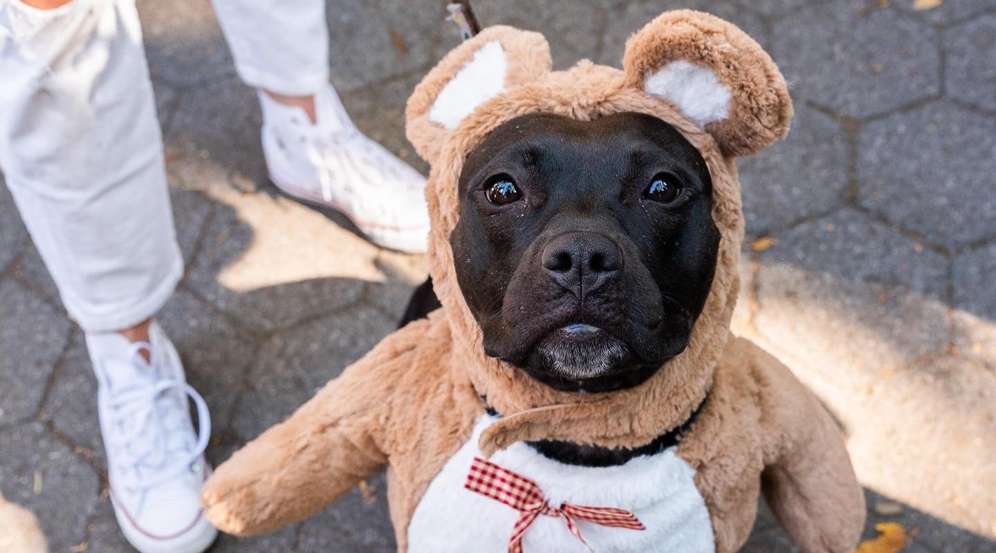 Cachorro fantasiado de urso no Halloween canino do Tompkins Saquare Park, em Nova York