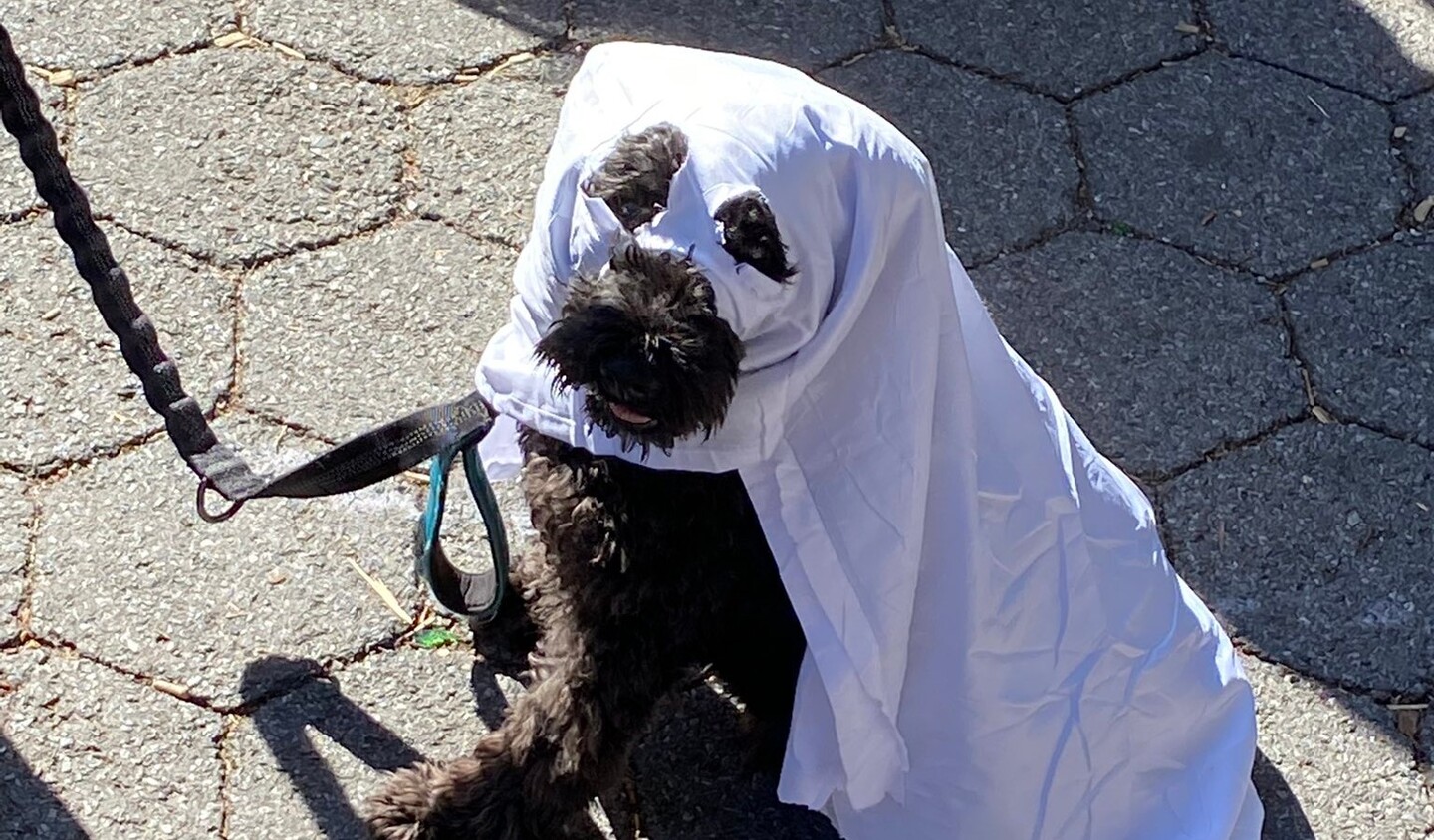 Cão fantasiado de fantasma no Halloween canino do Tompkins Saquare Park, em Nova York