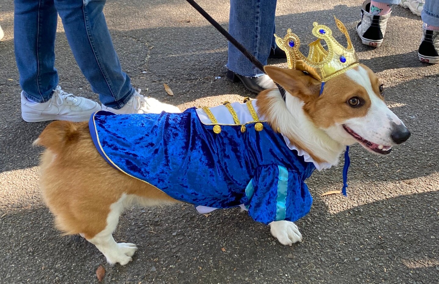 Cão fantasiado de príncipe no Halloween canino do Tompkins Saquare Park, em Nova York