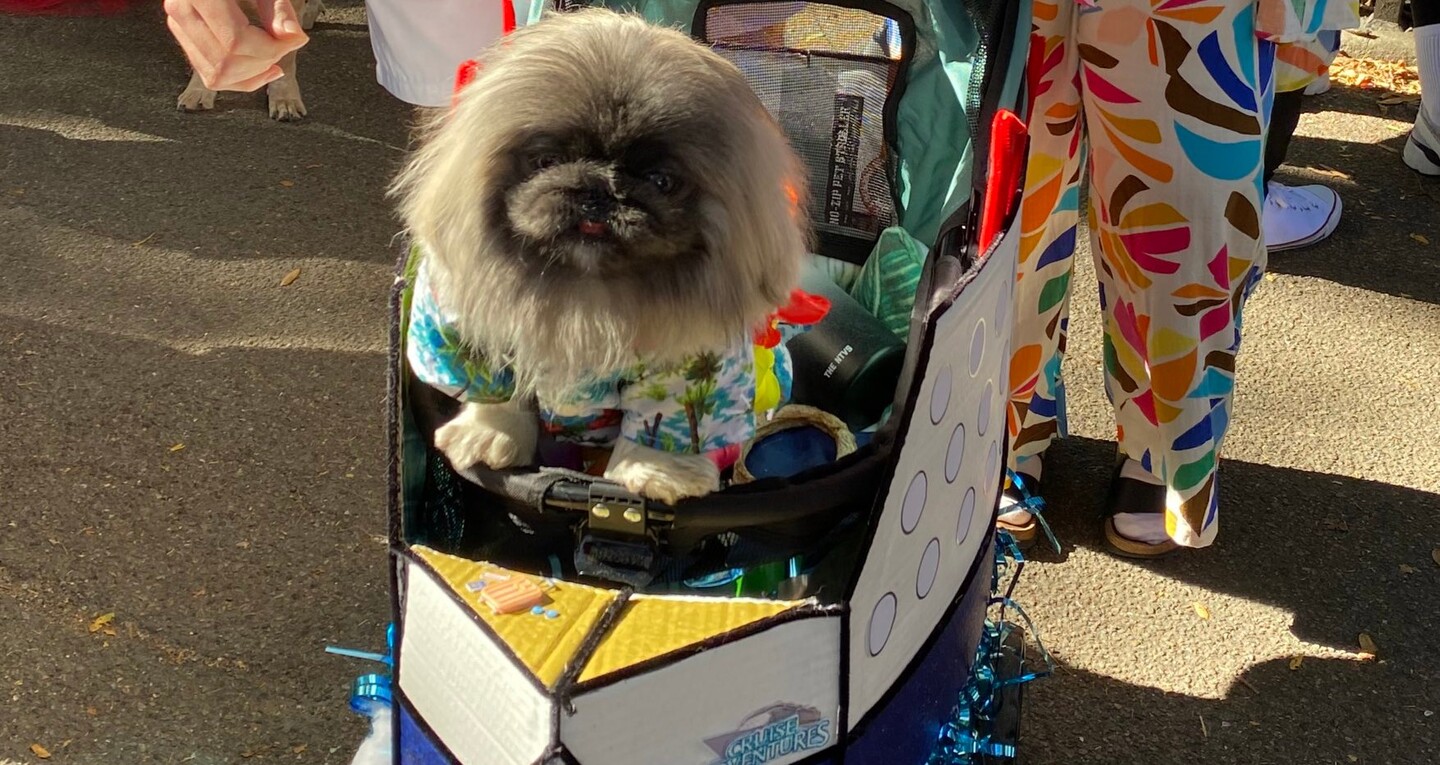 Cãozinho fantasiado no Halloween canino do Tompkins Saquare Park, em Nova York