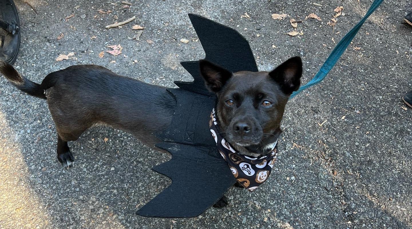 Cãozinho fantasiado de morcego no Halloween canino do Tompkins Saquare Park, em Nova York