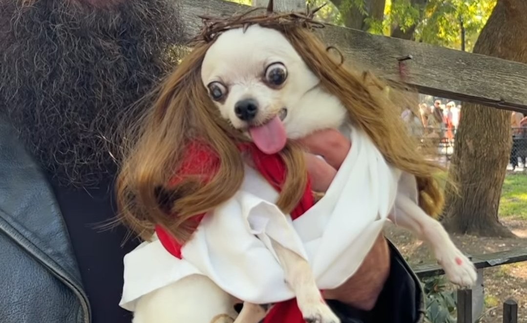 Cachorro fantasiado de Jesus Cristo no Halloween canino do Tompkins Saquare Park, em Nova York