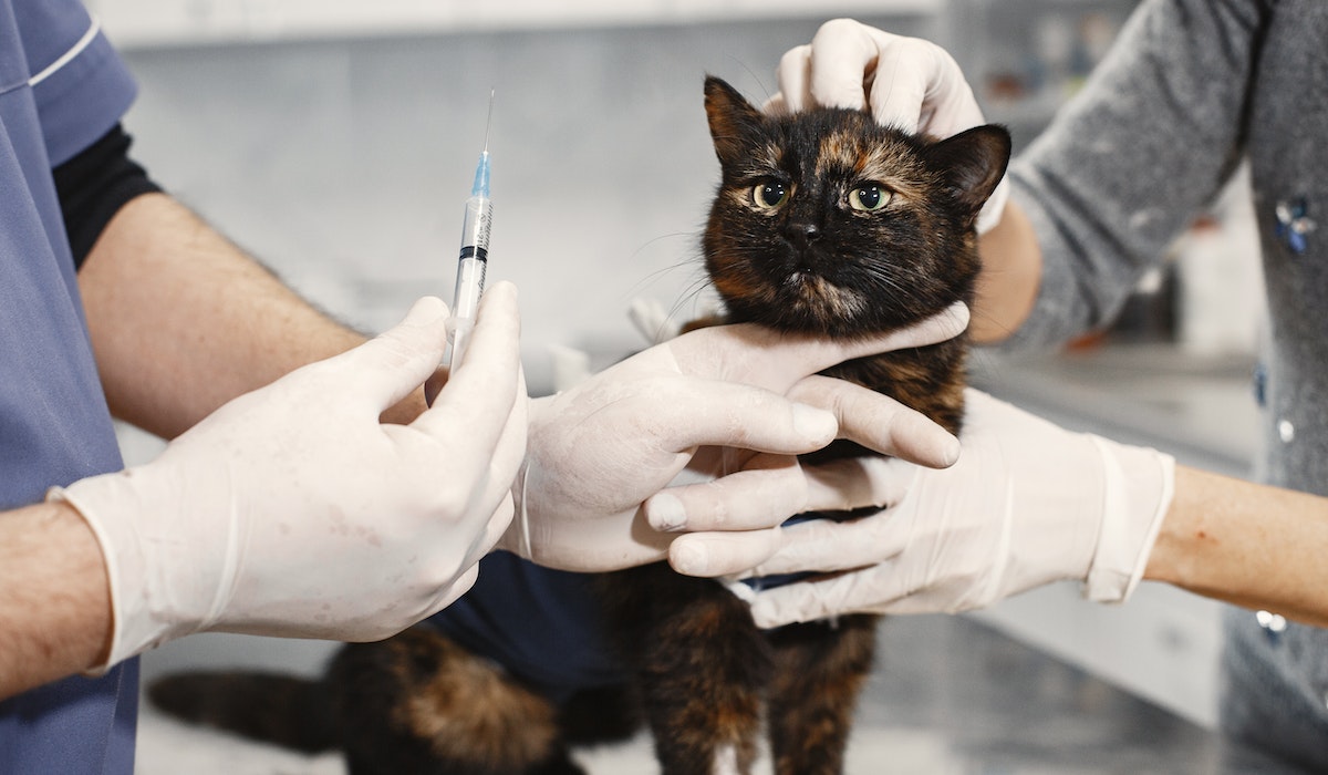 Gato sendo atendido por profissional da veterinária