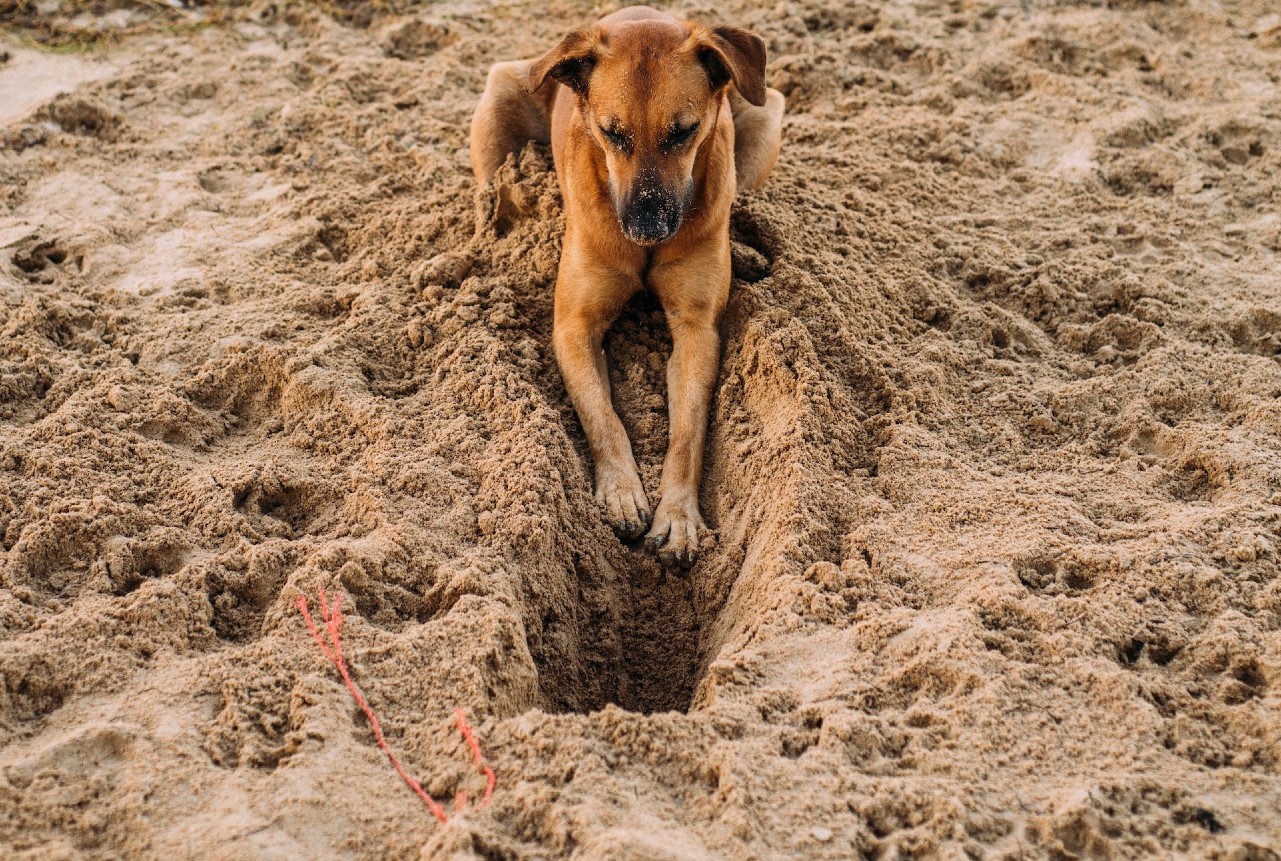 Cachorro cavando