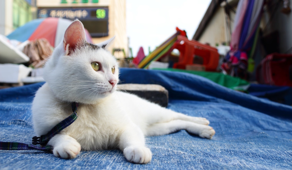 No Dia Mundial do Gato, relembre 14 personagens inspirados no felino, Cultura