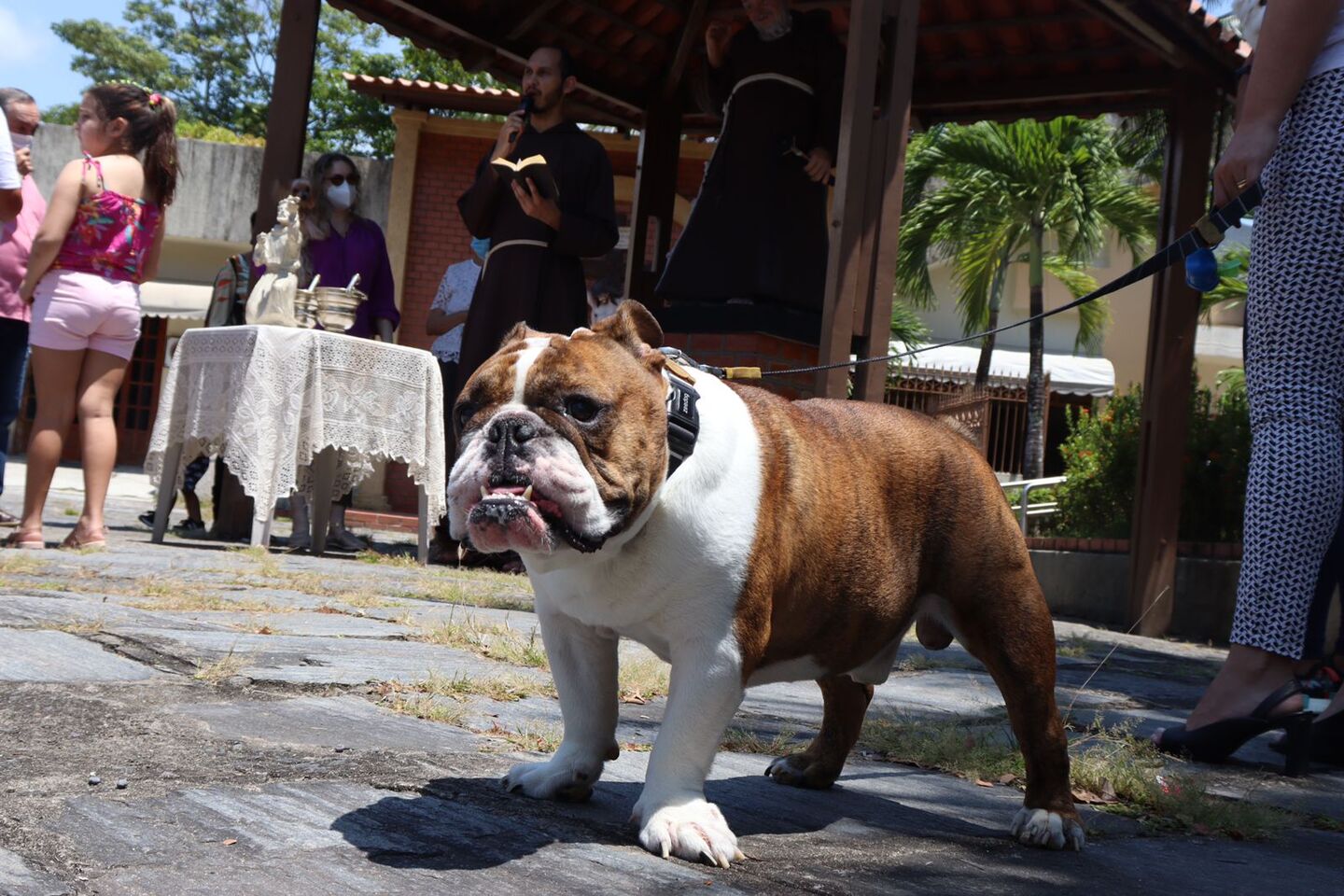 Dia de São Francisco de Assis