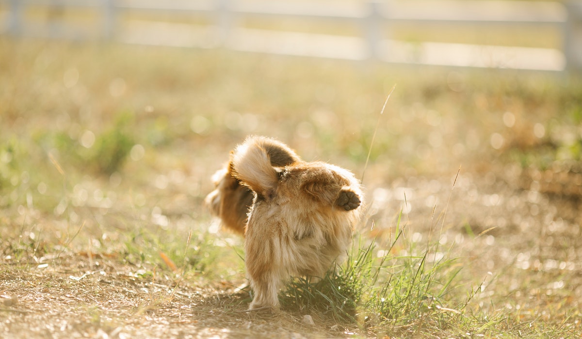 Cachorro urinando