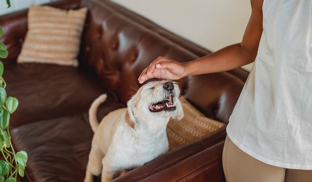 Cachorro recebendo carinho