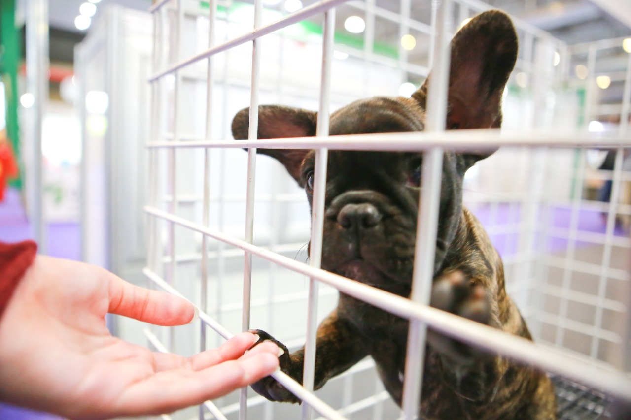 Feira de negócios de produtos pet e veterinários movimenta Centro de Convenções de Pernambuco